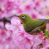 メジロと河津桜