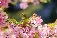 メジロと河津桜