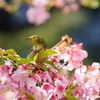 メジロと河津桜