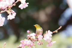 メジロと河津桜