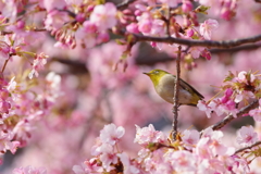 メジロと河津桜
