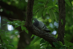 眠そうな土鳩