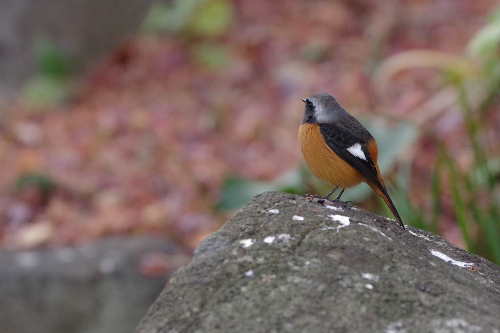 落ち葉とジョウビタキ
