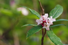 沈丁花