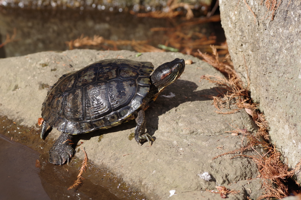 ミシシッピーアカミミガメ