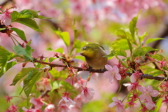 おとぼけメジロと河津桜