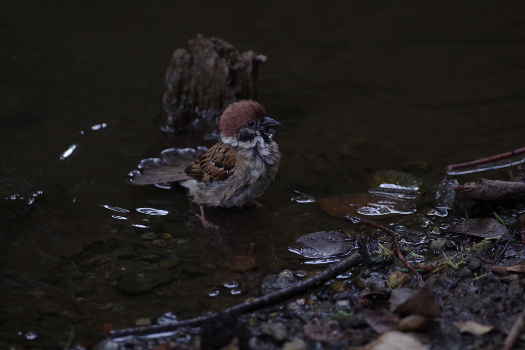 水を浴びてしぼんだスズメ