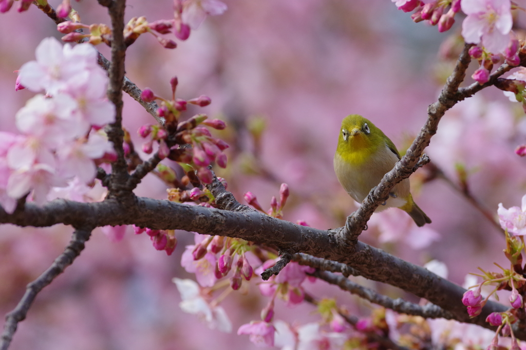 メジロと河津桜