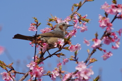 ヒヨドリと河津桜