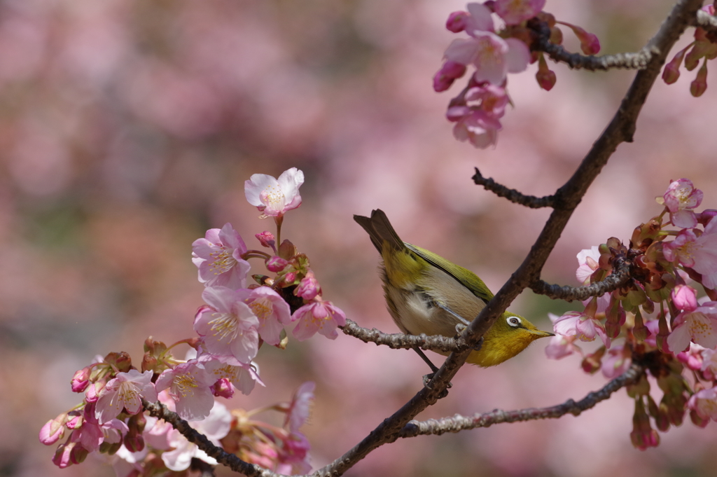 メジロと河津桜