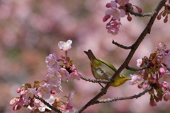 メジロと河津桜
