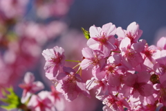 河津桜