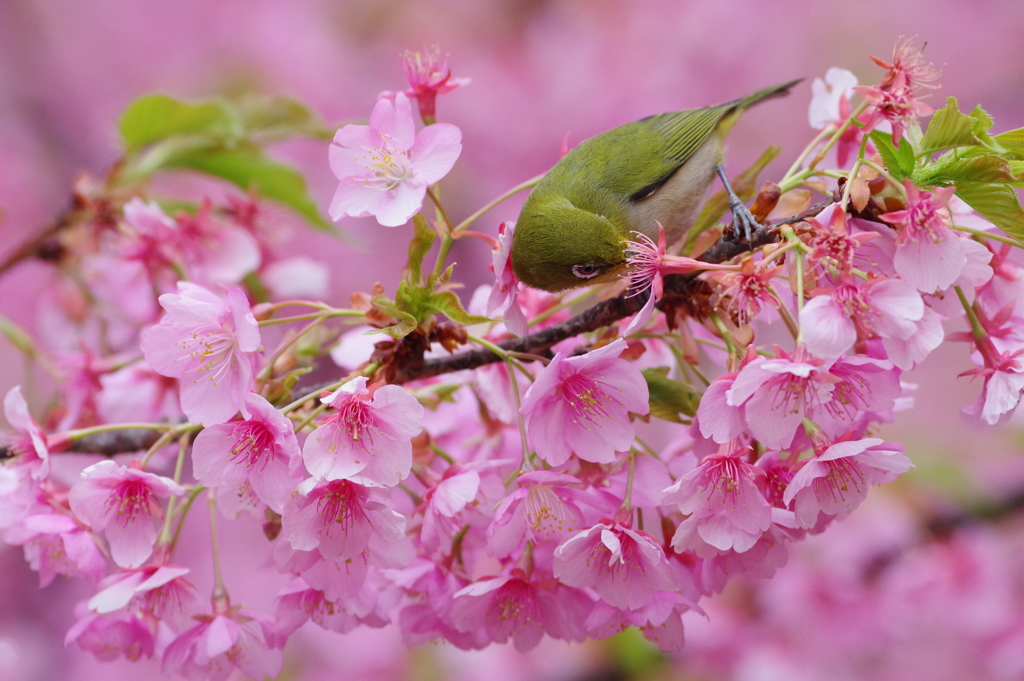メジロと河津桜