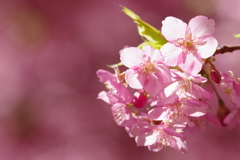 河津桜