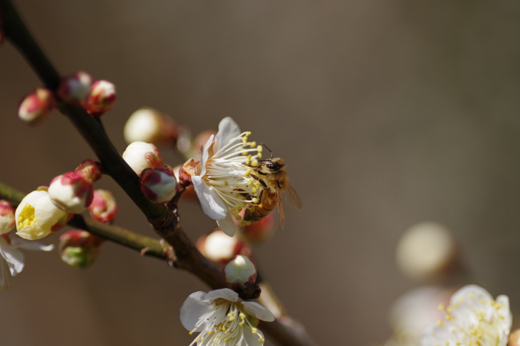 白梅と蜜蜂