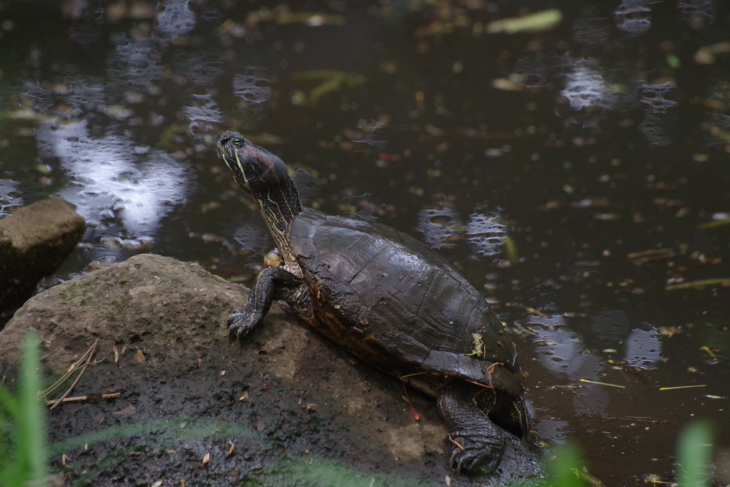 ミシシッピーアカミミガメ