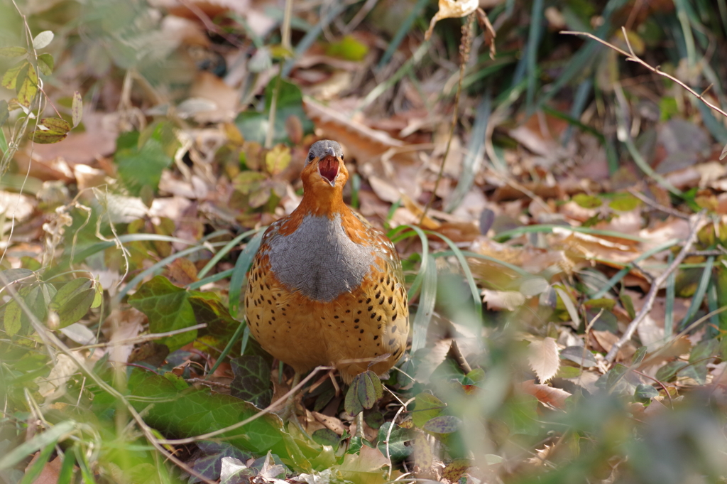 鳴くコジュケイ