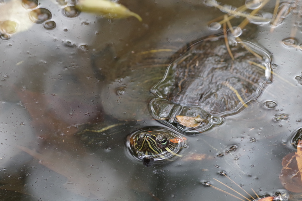 ミシシッピーアカミミガメ