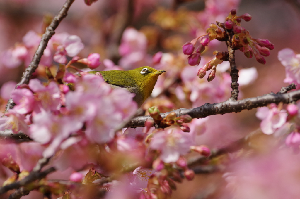 メジロと河津桜