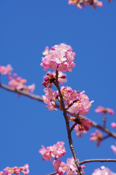 河津桜
