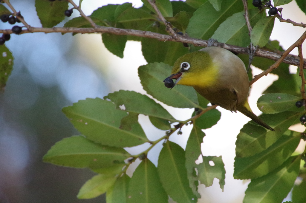 お食事中のメジロ