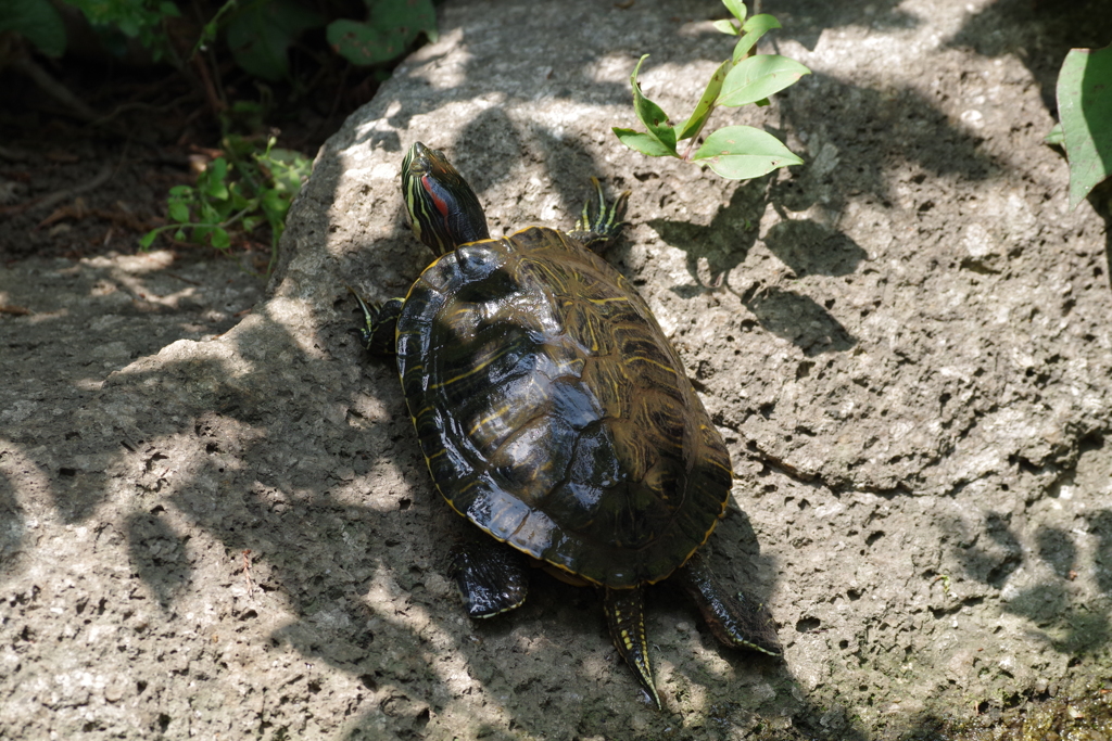 ミシシッピーアカミミガメ