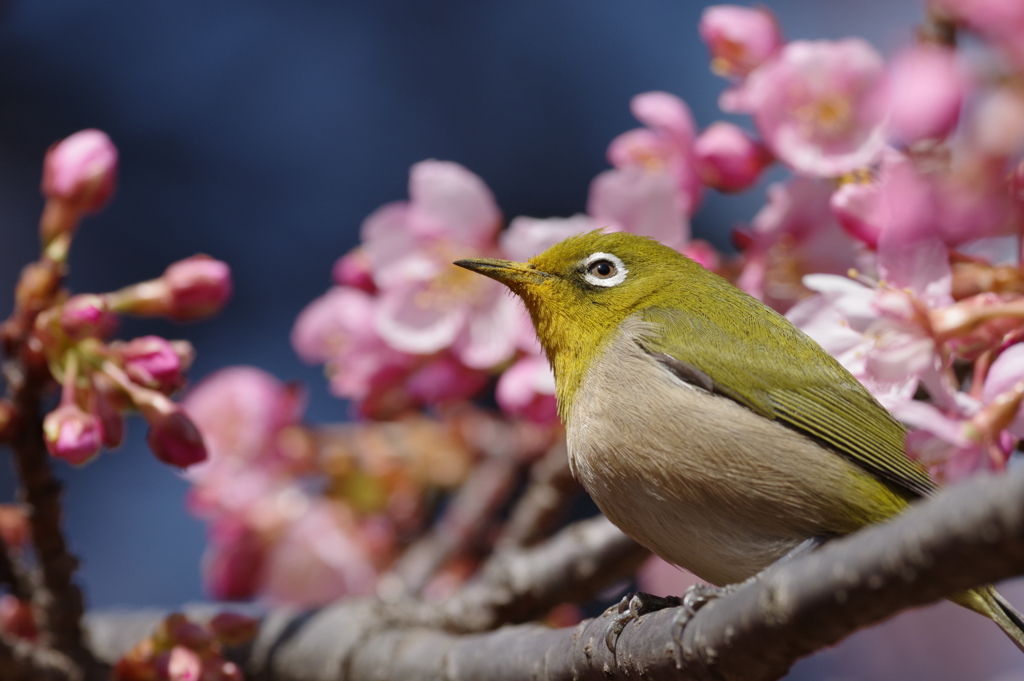 メジロと河津桜