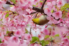 メジロと河津桜