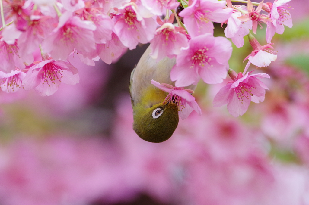メジロと河津桜