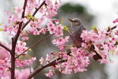 ヒヨドリと河津桜