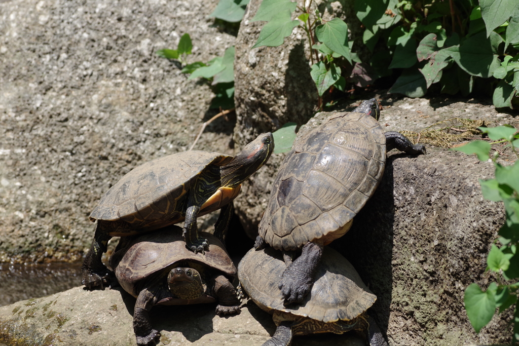 協力して岩を登ろうとするカメたち