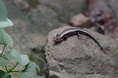 ニホントカゲ