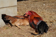 鶏夫婦