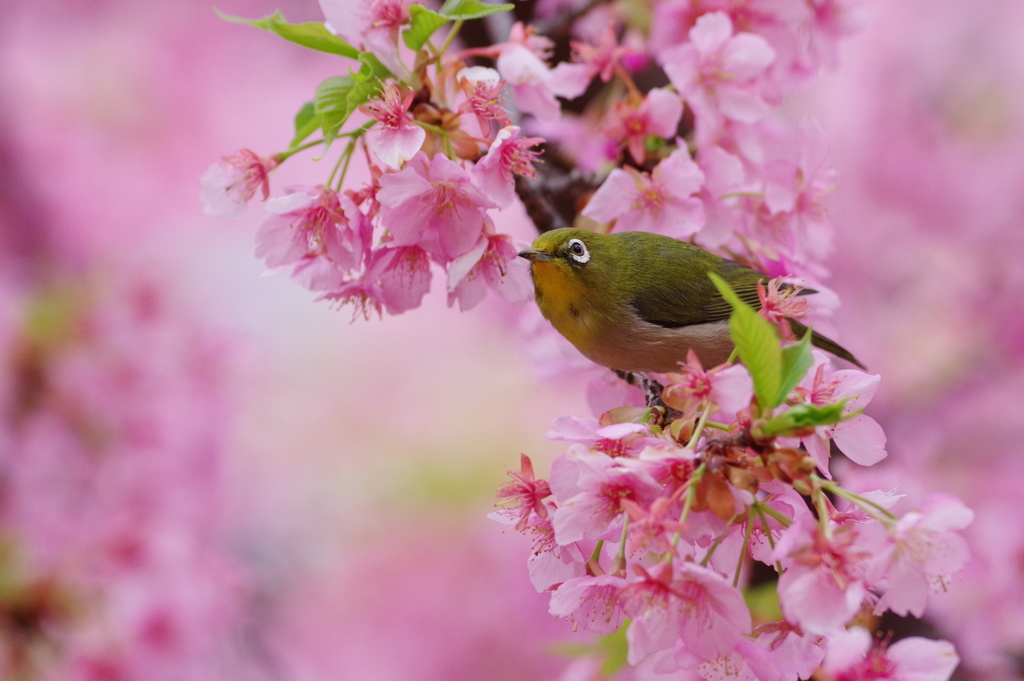 メジロと河津桜