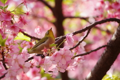 メジロと河津桜