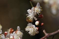 白梅と蜜蜂