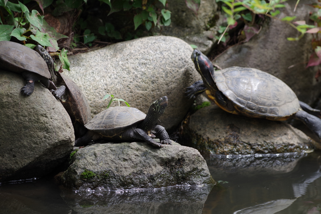 クサガメ