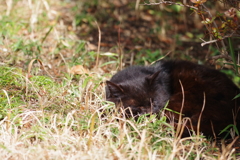 眠る野良猫