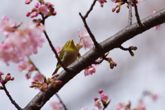 メジロと河津桜