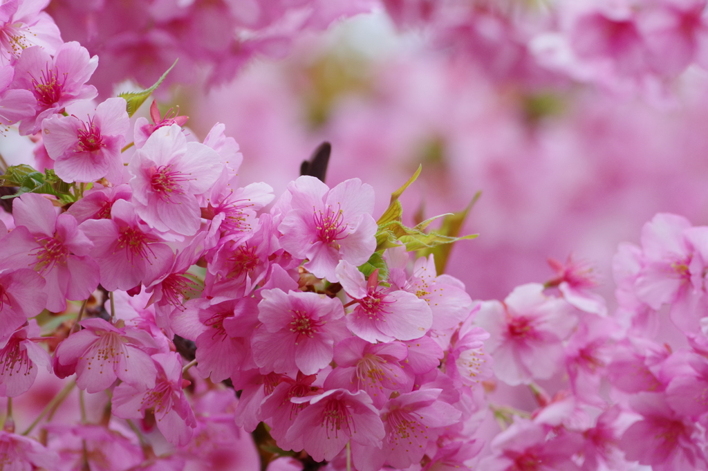 河津桜とメジロの尻尾