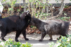 あいさつする野良ネコ