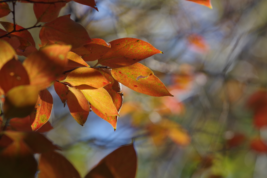 紅葉