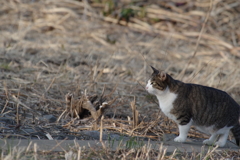 野良ネコ