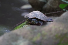 バイバイするアカミミガメ