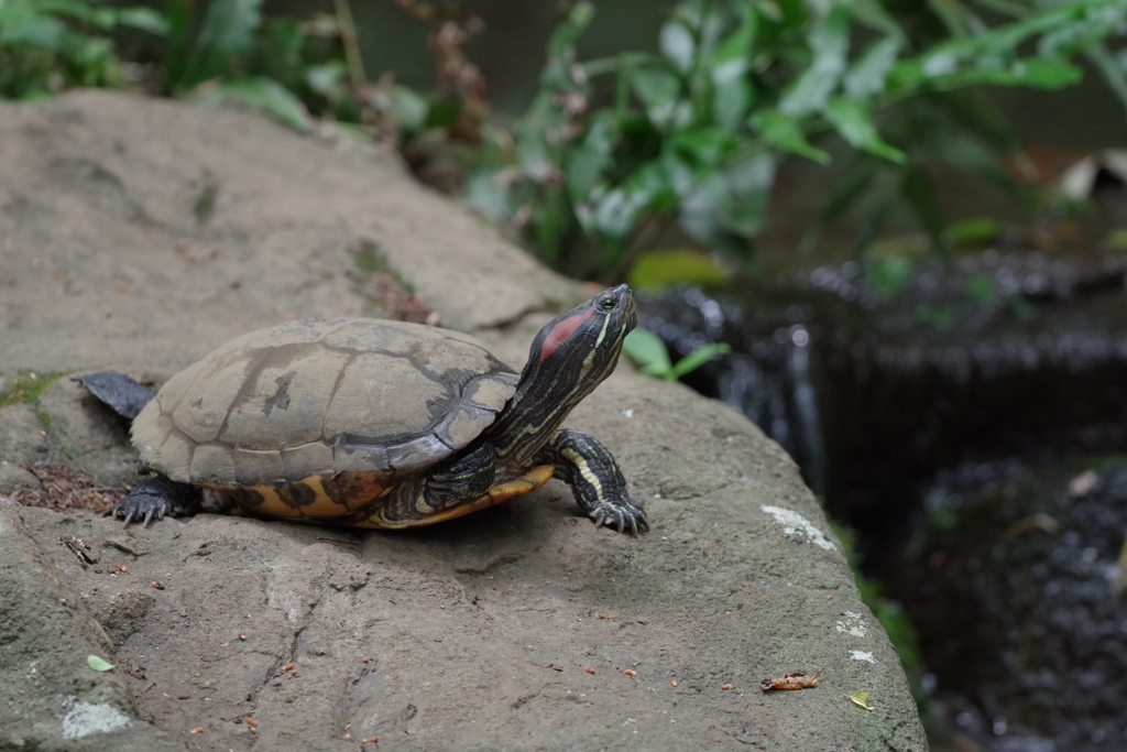 ミシシッピーアカミミガメ