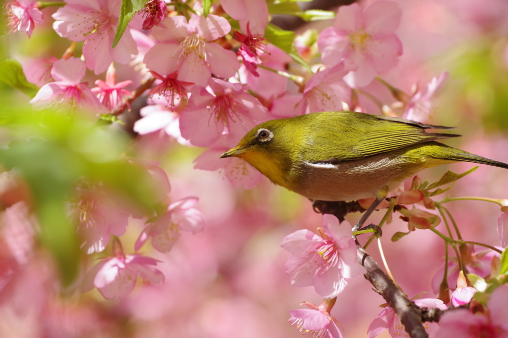 メジロと河津桜