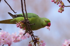 インコと河津桜