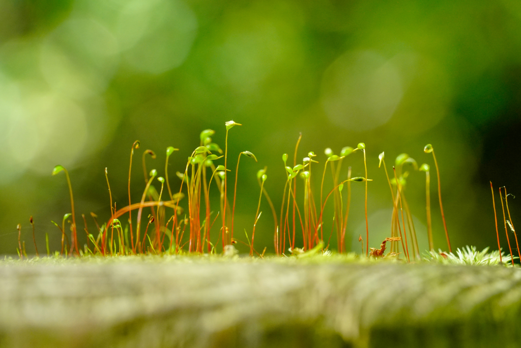 苔の世界