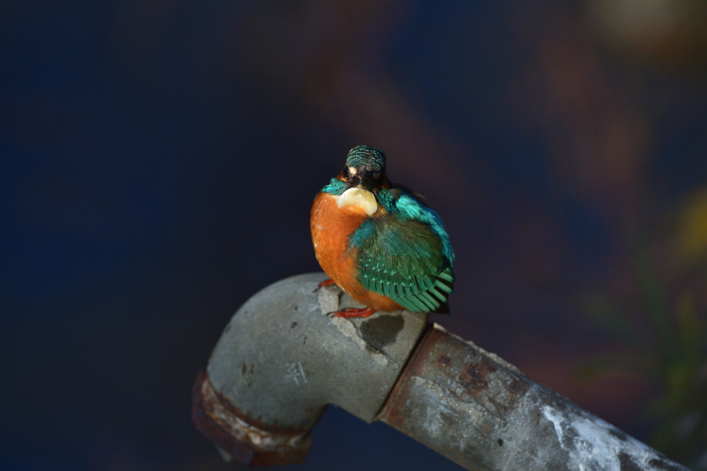 DSC_1918