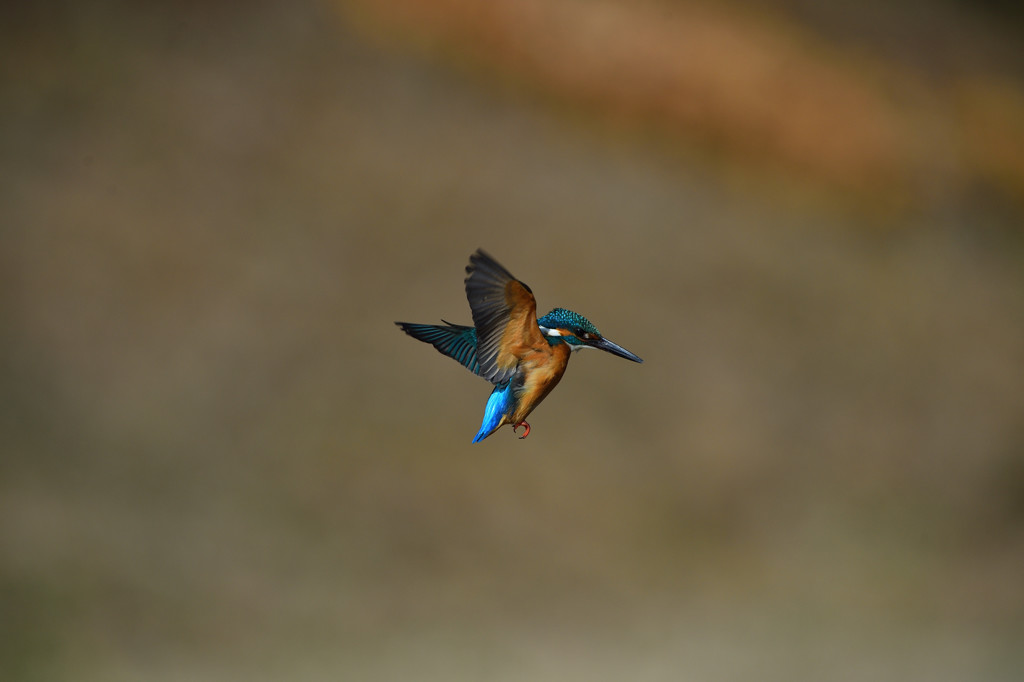DSC_0972